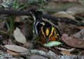 Magnolia Warbler